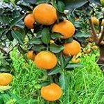 Guía de compra: ¿Dónde encontrar los mejores productos ibéricos en Naranjo?